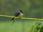 Barn Swallow in the Pouring Rain
