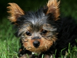 ADORABLE YORKIE