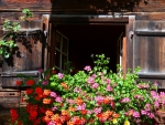 GERANIUMS IN THE WINDOW