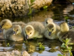 GOSLINGS