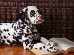 ~Smart Dalmatian~