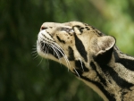 ~Clouded Leopard~