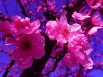 Cherry Blossoms