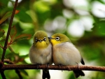 LOVE ON A BRANCH