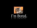 Bored Cat