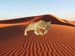 Sand Cat on Sand