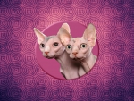 Sphynx Cats