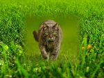 Grassy Cat