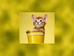 Kitty in a Cup