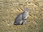 Egyptian Mau