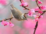 ~Bird In Blossom~
