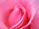 Pink Rose