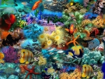 Fish of Many Colors