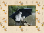 Cats under an Umbrella