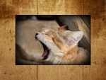 Yawning Sand Cat