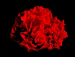 RED CARNATION ON BLACK