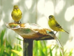 Wild canaries