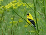 Goldfinch