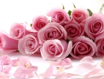 Bouquet of Pink Roses