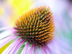 Colorful Coneflower