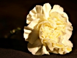 YELLOW CARNATION