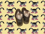 Kittens in Shoes