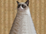Grouchy Cat