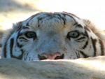 Peek A Boo ~ Siberian Tiger Edition
