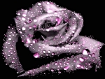 Wonderful Rose