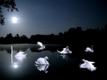 Lake of the swans