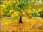 Autumn leaves