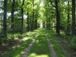 green forest