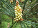 unripe pine cone