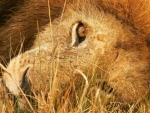 LYING DOWN LION