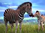 zebra and baby