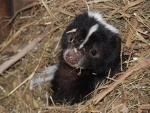 baby skunk