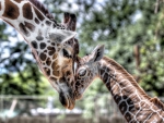 mama baby giraffes