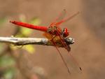 Trithemis Dragonfly