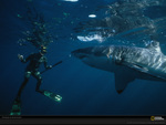 great white and diver