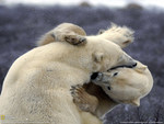 polar bear tussle