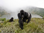 silverback gorillas