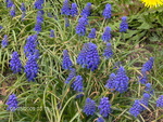 Blue Flowers