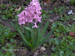 Pink Hyacinth
