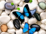 Butterflies on stones
