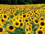 Sunflowers