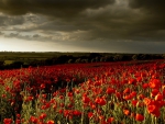 Approaching Storm over Poppy Field