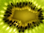 king kiwi