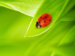 Just One Ladybug