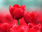 Red love tulips