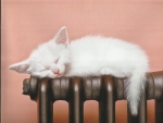 A kitten sleeping on a heater